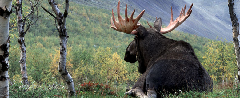 moose2.jpg